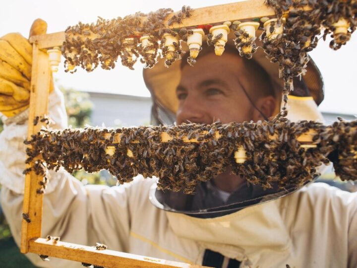 Hodowla matek pszczelich – techniki i najlepsze praktyki