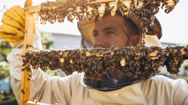 Hodowla matek pszczelich – techniki i najlepsze praktyki