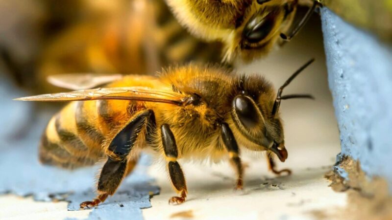 Ile pszczół jest w ulu – liczebność rodziny pszczelej
