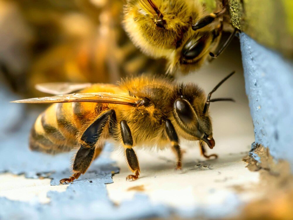 Ile pszczół jest w ulu – liczebność rodziny pszczelej