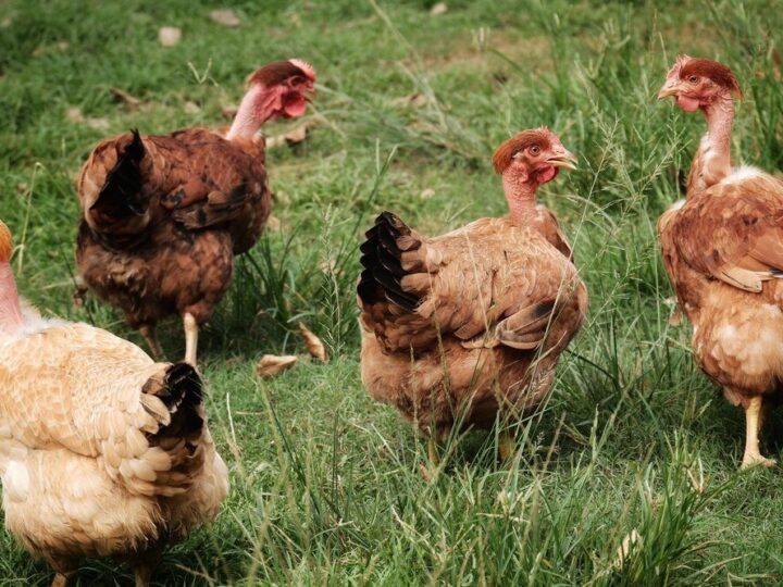 Ile żyją kury – długość życia w zależności od rasy