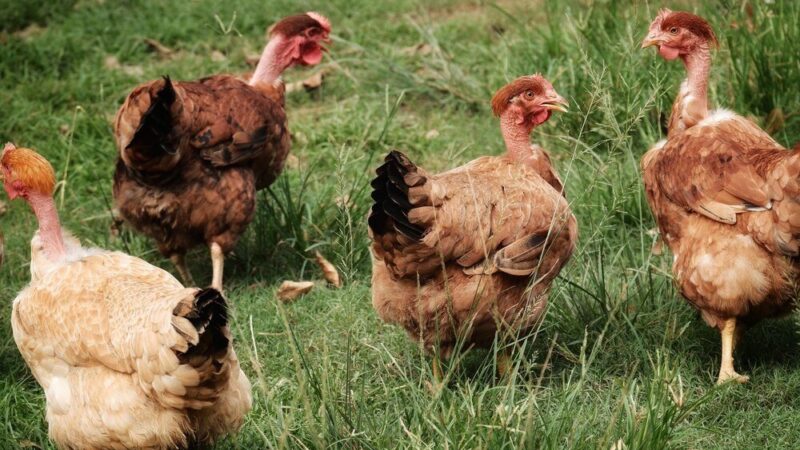 Ile żyją kury – długość życia w zależności od rasy