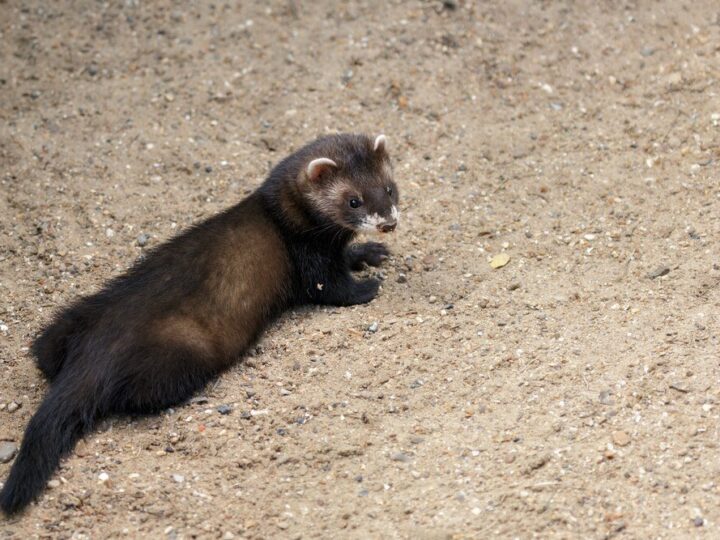 Jak pozbyć się kuny – skuteczne i legalne sposoby