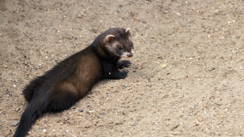 Jak pozbyć się kuny – skuteczne i legalne sposoby