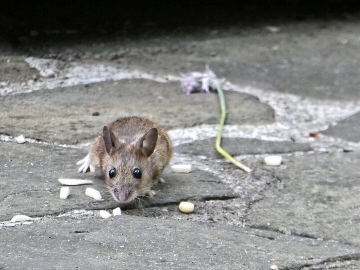 Jak pozbyć się szczurów?