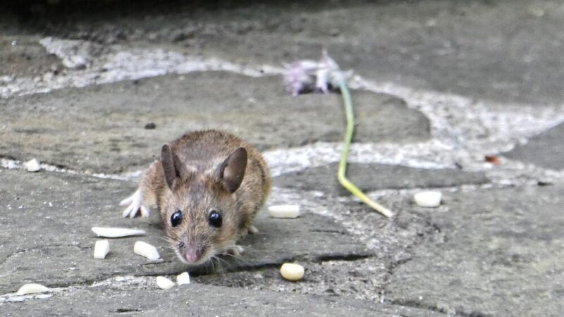 Jak pozbyć się szczurów?