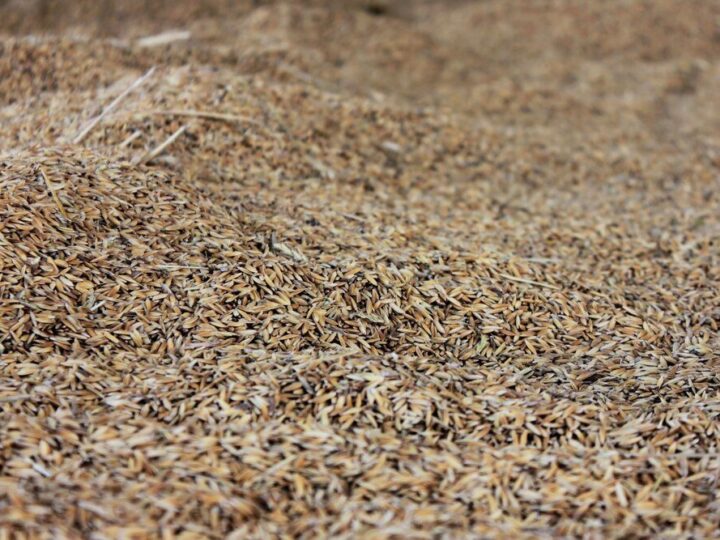 Jak siać trawę – praktyczny poradnik dla początkujących