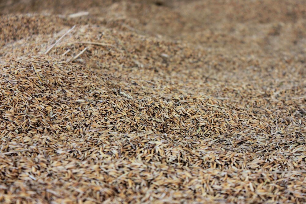 Jak siać trawę – praktyczny poradnik dla początkujących