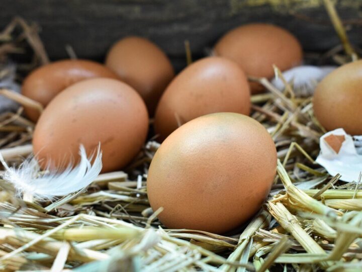 Jaka rasa kur znosi najwięcej jajek – ranking najlepszych niosek