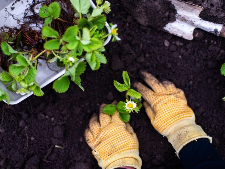 Jakie warzywa siać obok siebie – tabela do druku