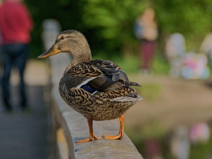 Kaczki francuskie – rasy, cechy i wymagania
