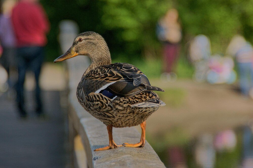 Kaczki francuskie – rasy, cechy i wymagania