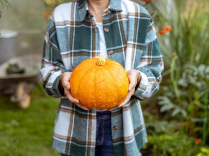 Kiedy siać dynie – terminy i warunki uprawy