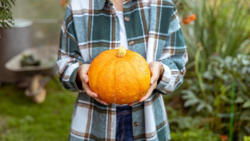 Kiedy siać dynie – terminy i warunki uprawy