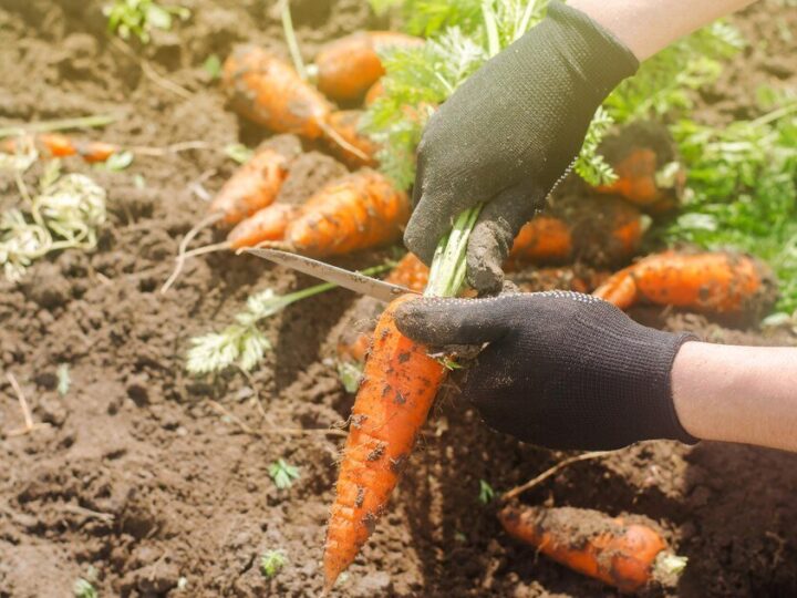 Kiedy siać marchew – terminy i ważne wskazówki