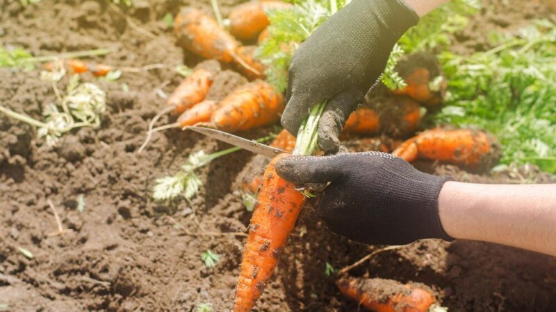 Kiedy siać marchew – terminy i ważne wskazówki