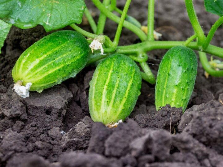 Kiedy siać ogórki do gruntu – terminy i warunki uprawy