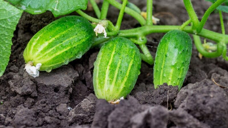 Kiedy siać ogórki do gruntu – terminy i warunki uprawy