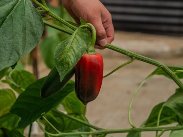 Kiedy siać paprykę – kalendarz uprawy w domu