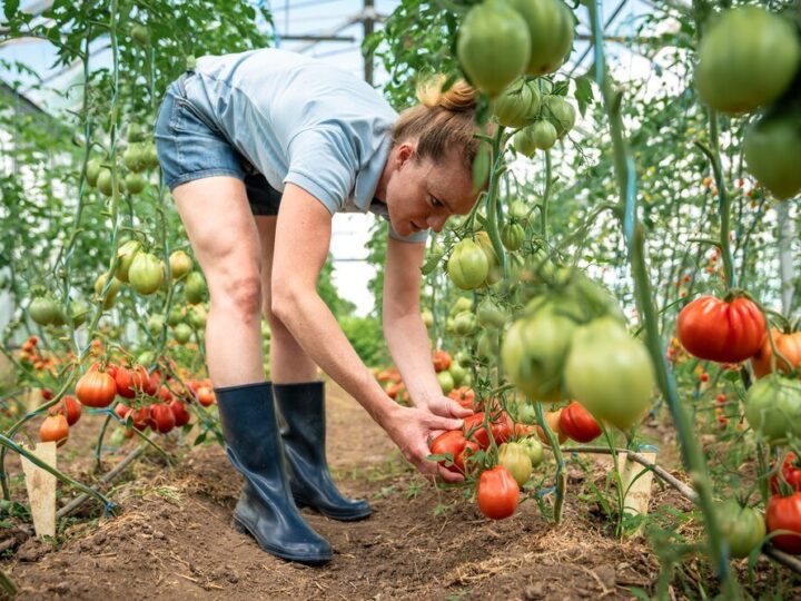 Kiedy siać pomidory – kalendarz siewu krok po kroku