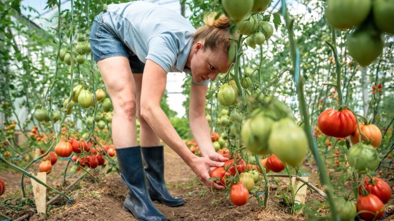Kiedy siać pomidory – kalendarz siewu krok po kroku
