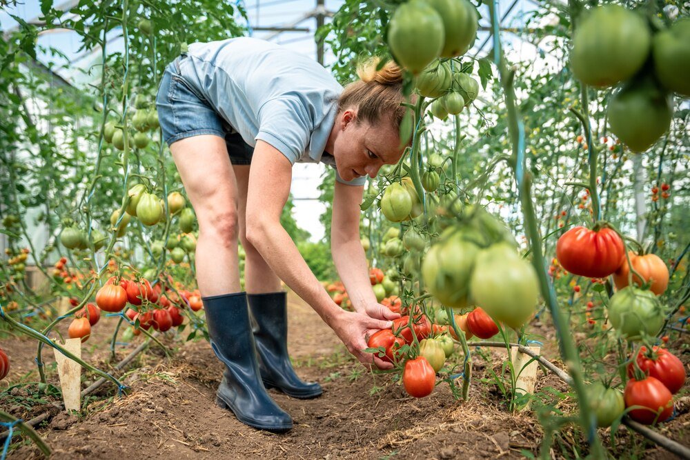 Kiedy siać pomidory – kalendarz siewu krok po kroku