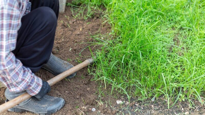 Kiedy siać trawę – najlepsze terminy siewu