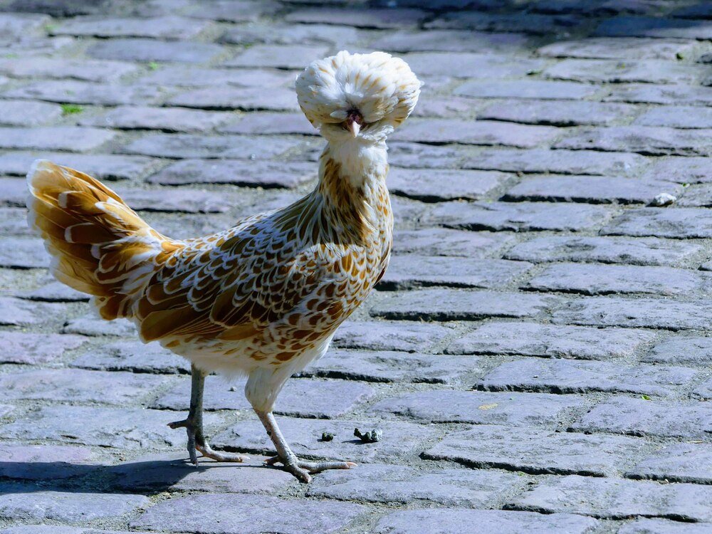 Kura czubatka – odmiany, charakter i pielęgnacja