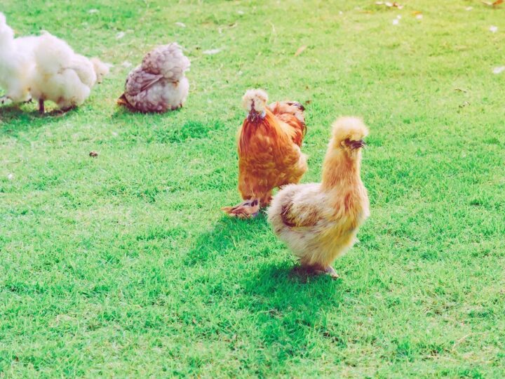 Kury miniaturowe – rasy popularne w Polsce