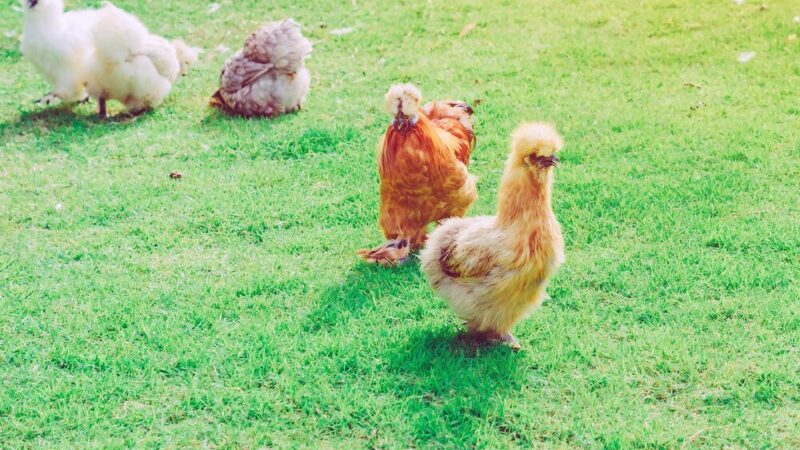 Kury miniaturowe – rasy popularne w Polsce