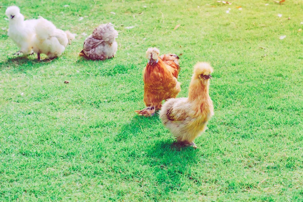 Kury miniaturowe – rasy popularne w Polsce