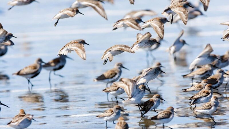 Ptaki odlatujące na zimę – lista gatunków i ciekawostki