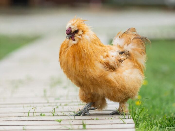 Rasy kur – kury ozdobne i ich charakterystyczne cechy