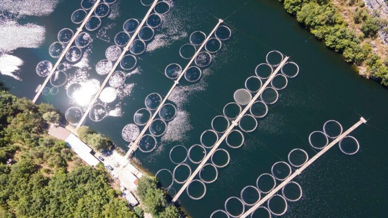 Akwakultura – co to jest i na czym polega?