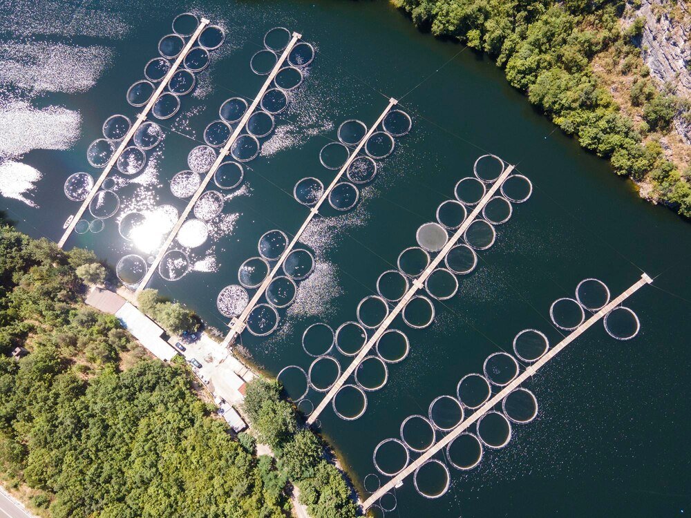 Akwakultura – co to jest i na czym polega?