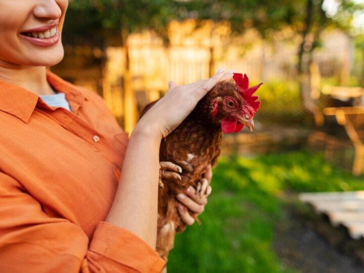 Biegunka u kur niosek – domowe sposoby i profilaktyka