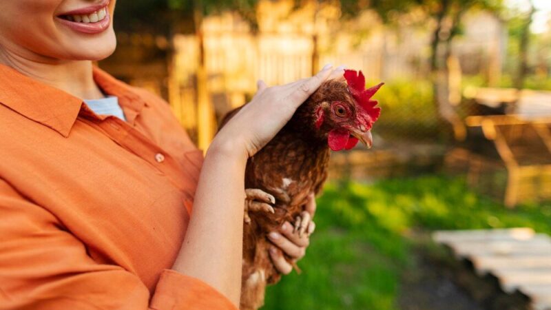 Biegunka u kur niosek – domowe sposoby i profilaktyka