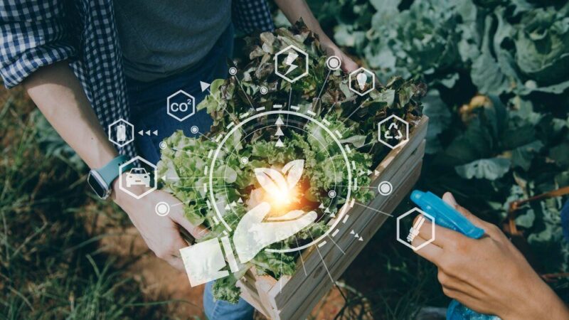 Cechy rolnictwa ekologicznego – zasady i wymagania