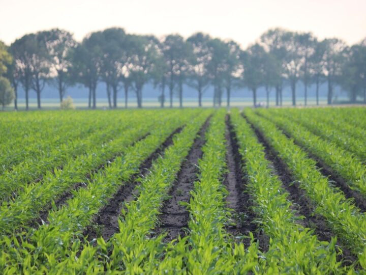 Cechy rolnictwa plantacyjnego – co je wyróżnia?