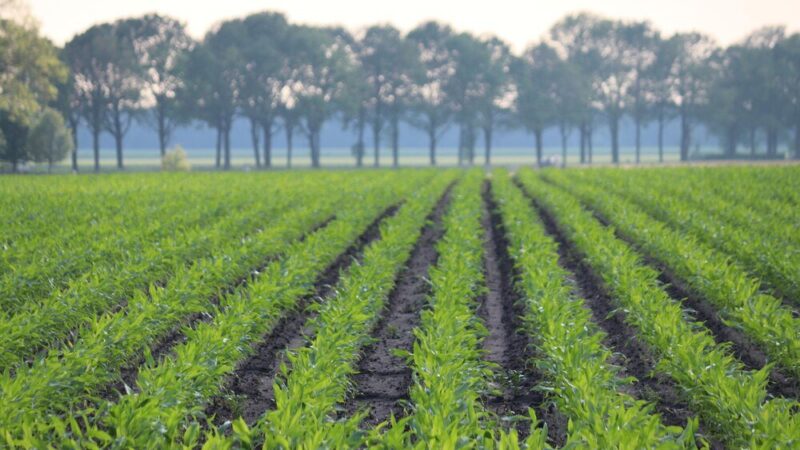 Cechy rolnictwa plantacyjnego – co je wyróżnia?