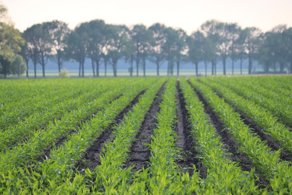 Cechy rolnictwa plantacyjnego – co je wyróżnia?