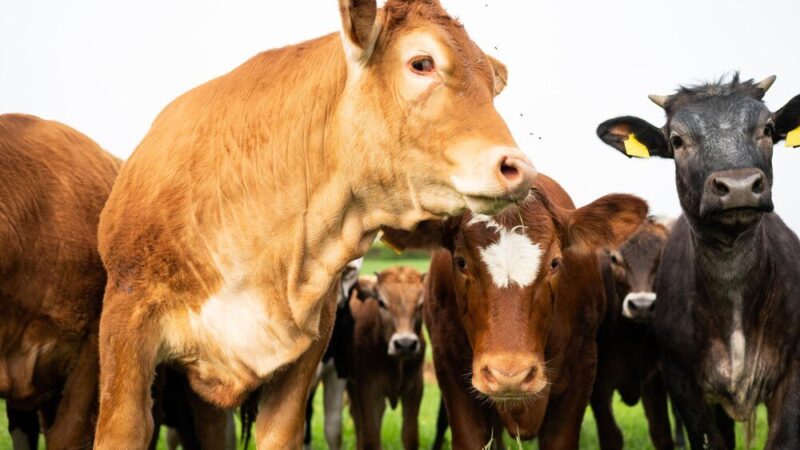 Chów intensywny – zalety, wady i wyzwania