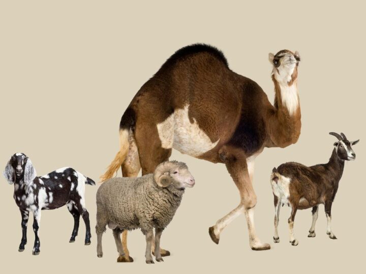 Ciekawostki o zwierzętach – zaskakujące fakty z całego świata