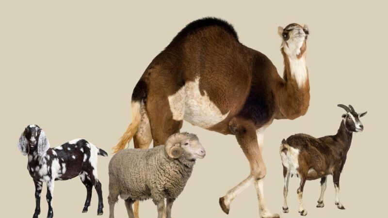 Ciekawostki o zwierzętach – zaskakujące fakty z całego świata