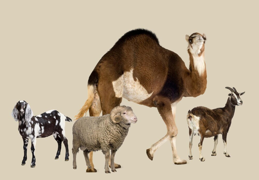 Ciekawostki o zwierzętach – zaskakujące fakty z całego świata