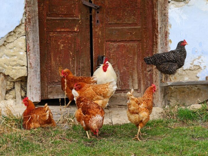 Co dusi kury i zostawia ślady w kurniku?