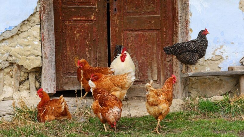 Co dusi kury i zostawia ślady w kurniku?