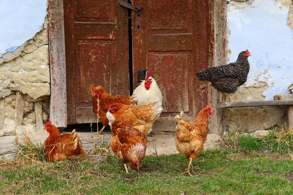 Co dusi kury i zostawia ślady w kurniku?
