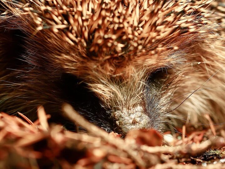 Co jedzą jeże – czym je dokarmiać, a czego unikać?