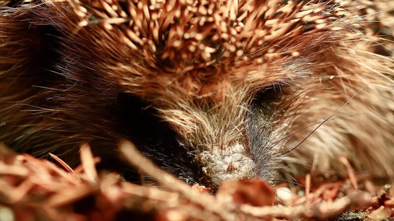 Co jedzą jeże – czym je dokarmiać, a czego unikać?